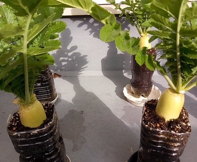 ペットボトルで大根栽培 ペットボトルプランター作り プランターで家庭菜園ブログ