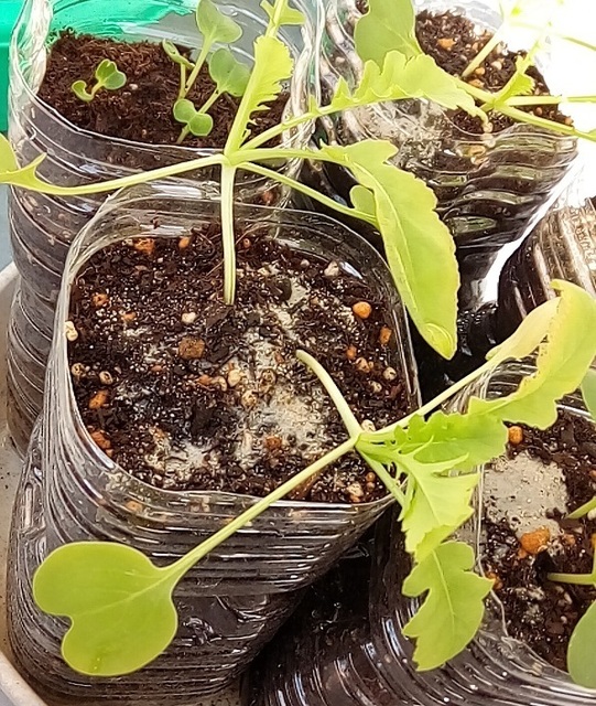 daikon1013b.jpg