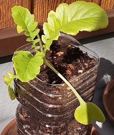 daikon1016.jpg